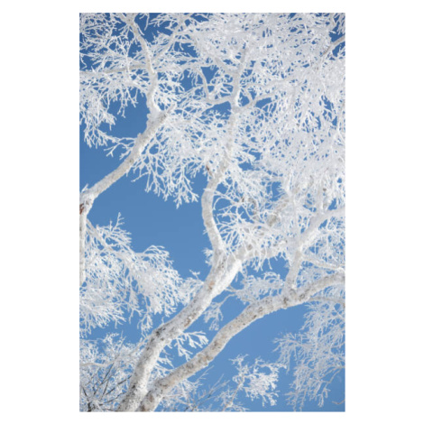 Fotografie Frost covered branches against blue sky, Alexandra Scotcher, 26.7 × 40 cm