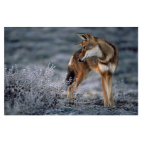 Umělecká fotografie Ethiopian Wolf stalking mole rats, looking, Anup Shah, (40 x 26.7 cm)