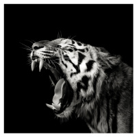 Fotografie Primal Yawn 4, Christian Meermann, 40 × 40 cm