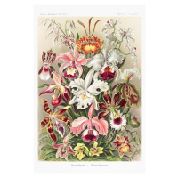 Plakát, Obraz - Ernst Haeckel - Orchideen, 61 × 91.5 cm