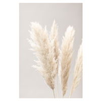 Fotografie Pampas Grass Grey 02, Studio Collection, 26.7x40 cm