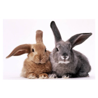 Fotografie BROWN AND GRAY BUNNIES, GK Hart/Vikki Hart, 40 × 26.7 cm