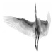 Fotografie A Egret in mid flight from below in Vietnam., Enrico Ghiberto, 40 × 26.7 cm