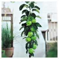 Jabloň 'Green Sensation' květináč 5 litrů, výška 80/100cm, sloupová, zimní, CIZOSPRAŠNÁ