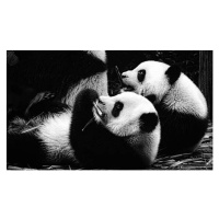 Fotografie Panda cubs, RAZVAN CIUCA, 40 × 24.6 cm