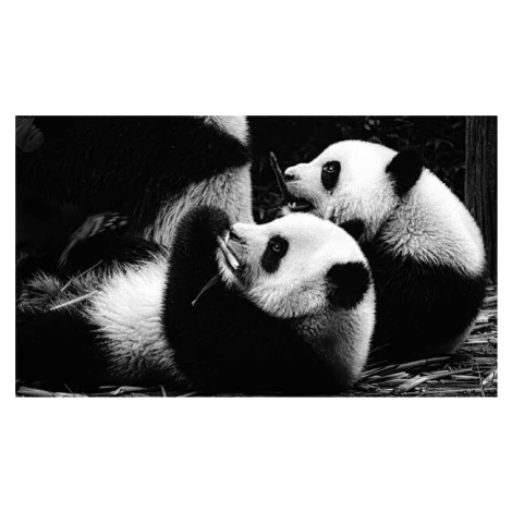 Plakát, Obraz - Panda cubs, © RAZVAN CIUCA, 40 × 22.2 cm