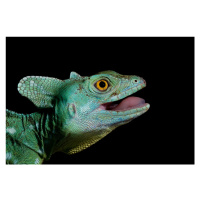 Fotografie Basiliscus plumifrons - Plumed Basilisk, Thor Hakonsen, 40 × 26.7 cm