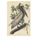 John James (after) Audubon - Obrazová reprodukce Brown Pelican, 1835, (26.7 x 40 cm)