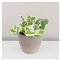 Pothos Epipremnum aureum ‘N-Joy’