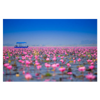Fotografie Tourist boat among the water lilies in the lake, Copyright by Siripong Kaewla-iad, (4
