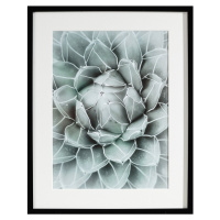 Dekoria Obraz Succulents II 40x50xcm, 40x50cm