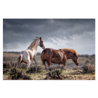 Fotografie horses, Betty Wiley, (40 x 26.7 cm)