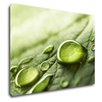 Impresi Obraz Kapky vody na listu - 70 x 50 cm