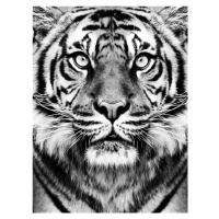 Fotografie Tiger BW, Sisi & Seb, 30 × 40 cm