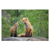 Fotografie Red Fox & Kit, mlorenzphotography, 40 × 26.7 cm