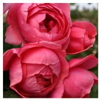 Růže Kordes Parfuma 'Gartenprizessin Marie-José' 2 litry
