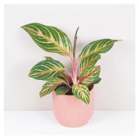 Aglaonema ‘Dreamcatcher’