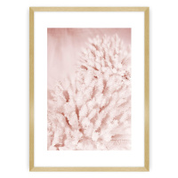 Dekoria Plakát Pastel Pink II, 70 x 100 cm, Zvolit rámek: Zlatý