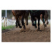 Fotografie Horse Racing detail, hooves on all weather track, Bob Thomas, 40 × 26.7 cm