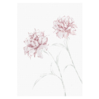 Ilustrace Peony 03, Studio Collection, 26.7 × 40 cm