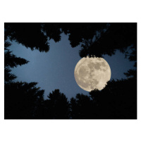 Fotografie Full super moon over forest, Jasmin Merdan, (40 x 30 cm)
