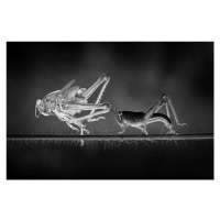 Fotografie Molting Grasshopper, Adhi Prayoga, 40 × 26.7 cm