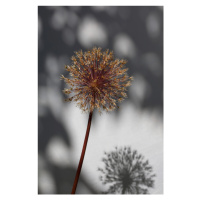 Fotografie Withered flower, seed house 1, Studio Collection, 26.7 × 40 cm