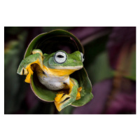 Fotografie Flying Tree Frog, Linda D Lester, 40 × 26.7 cm