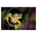 Fotografie Flying Tree Frog, Linda D Lester, 40 × 26.7 cm