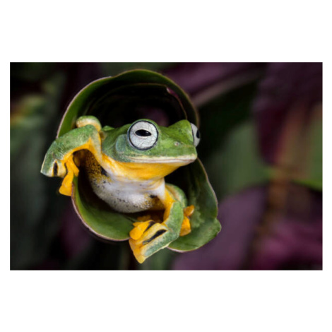 Fotografie Flying Tree Frog, Linda D Lester, 40 × 26.7 cm