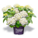 Hortenzie velkolistá 'Forever & Ever' WHITE květináč 5 litrů výška 30/40cm, keř
