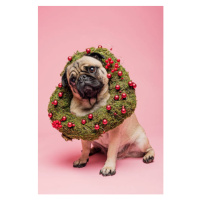 Fotografie Cute Tan Coloured Pug Wearing a Christmas Wreath, ClarkandCompany, 26.7 × 40 cm