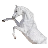 Umělecká fotografie White Arabian horse rearing up., Abramova_Kseniya, (40 x 35 cm)