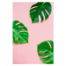 Ilustrace tropical green monstera leaves , branches, IrenaStar, 26.7x40 cm