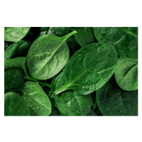 Fotografie Macro photography of fresh spinach. Concept, Edalin, (40 x 26.7 cm)