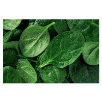 Fotografie Macro photography of fresh spinach. Concept, Edalin, 40 × 26.7 cm