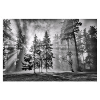 Fotografie Sun bursts in the rain forest,, LeonU, 40 × 26.7 cm