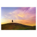 Fotografie Lonely Cypress Tree In Tuscany, Peter Zelei Images, 40 × 26.7 cm