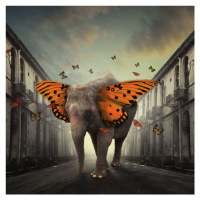 Fotografie Butterphant, hardibudi, 40 × 40 cm