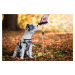 Vsepropejska Cruel postroj pro psa s vodítkem | 31 – 55 cm Barva: Růžová, Obvod hrudníku: 37 - 5