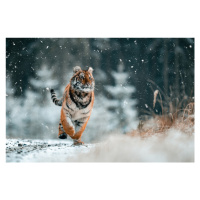 Fotografie The Siberian tiger, Jan Rozehnal, 40 × 26.7 cm