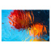 Fotografie Red, orange, blue, yellow colorful abstract, Alexander Shapovalov, 40 × 26.7 cm