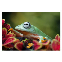 Fotografie Flying frog sitting on leaves, agus fitriyanto, 40 × 26.7 cm