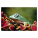 Fotografie Flying frog sitting on leaves, agus fitriyanto, 40 × 26.7 cm