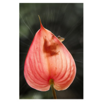 Fotografie Tree Frog and Pink Leaf, Abdul Gapur Dayak, 26.7 × 40 cm