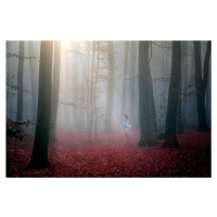 Umělecká fotografie Red wood, stanislav hricko, (40 x 26.7 cm)