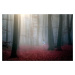 Fotografie Red wood, stanislav hricko, (40 x 26.7 cm)