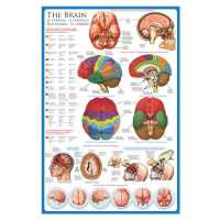 Plakát, Obraz - The brain, 91.5 cm