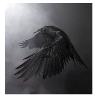 Fotografie Black Raven, Conceptor, 40x40 cm