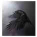 Fotografie Black Raven, Conceptor, 40 × 40 cm